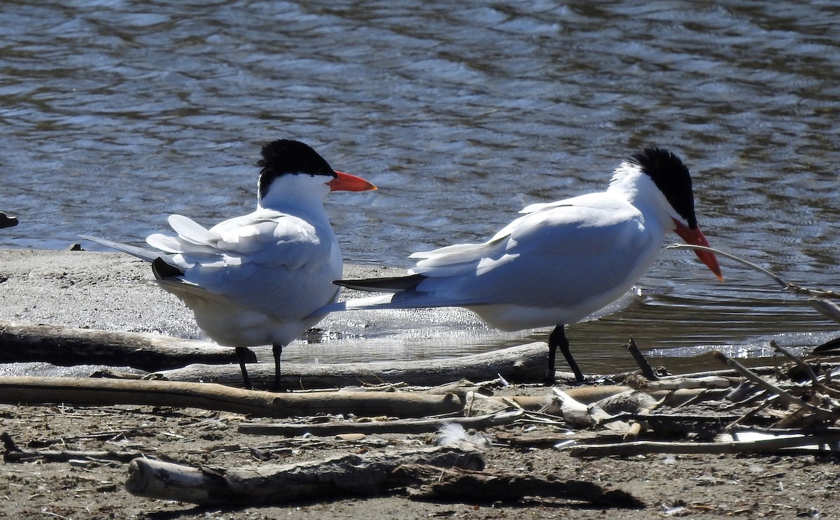 Caspian Tern - ML330168881