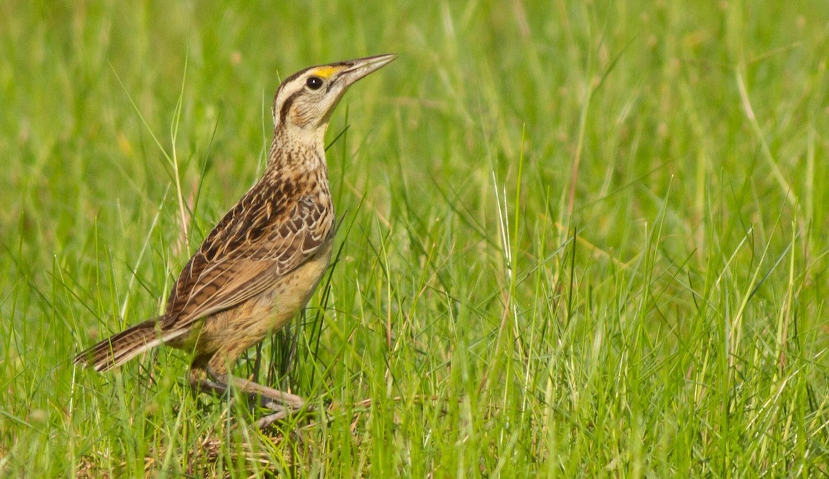 Eastern Meadowlark - ML33016901