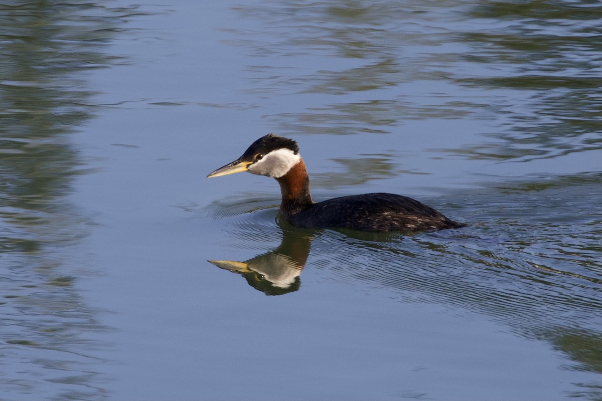 Red-necked Grebe - Aaron Roberge