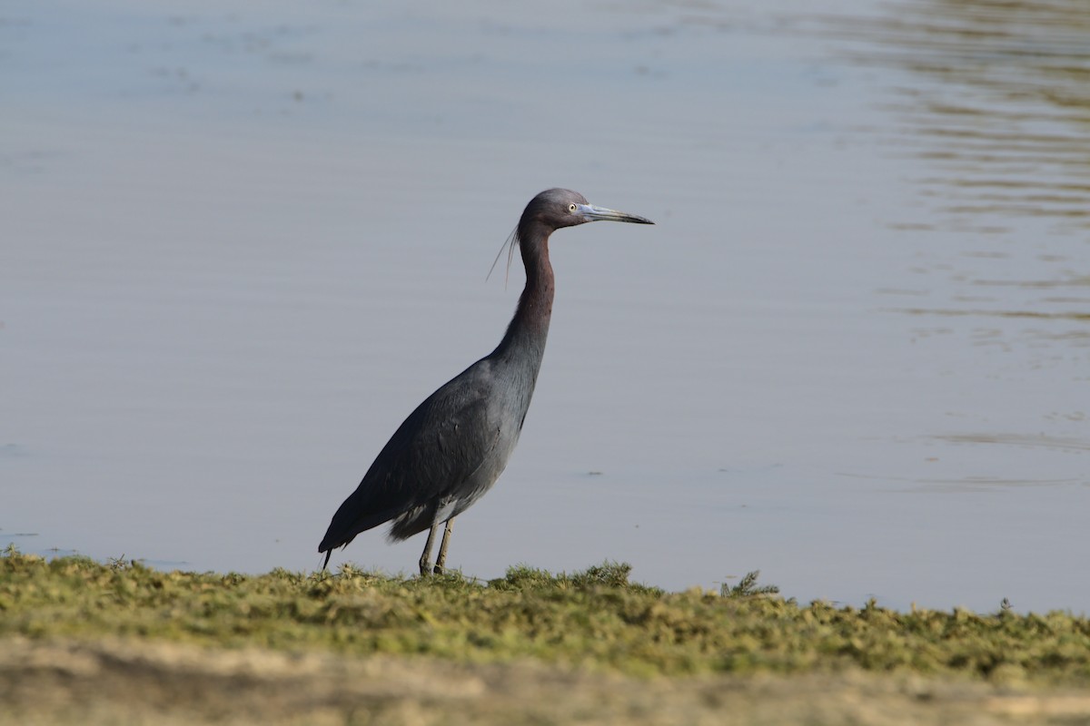 Little Blue Heron - ML330173301