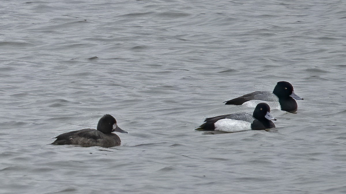 Greater Scaup - Mark  Herbert