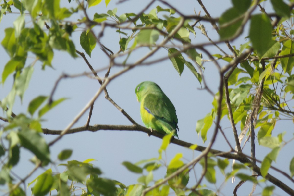 Cobalt-rumped Parrotlet - ML33017451