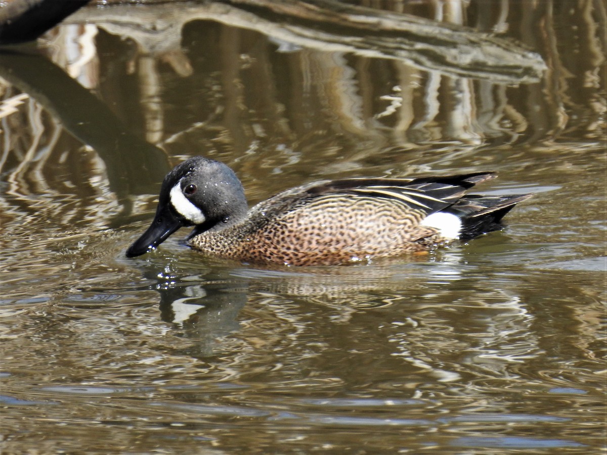 Blue-winged Teal - ML330174571