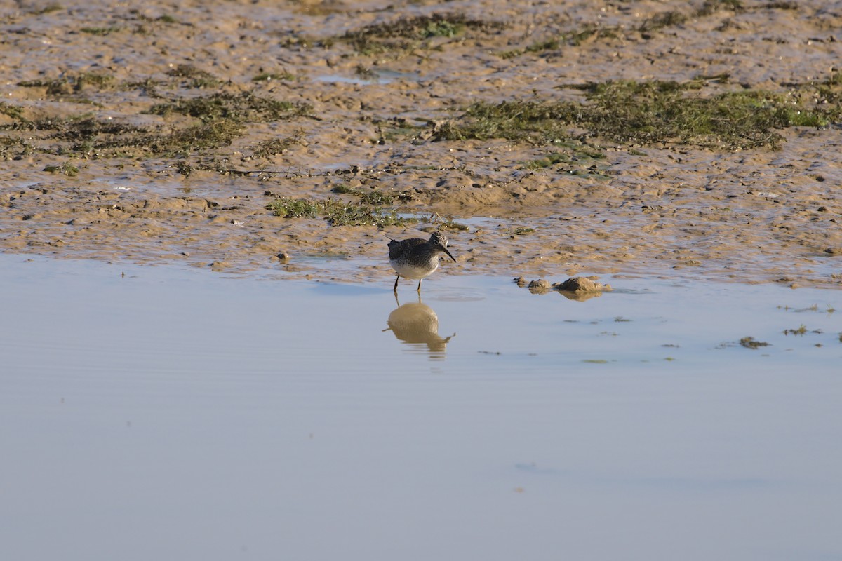 Solitary Sandpiper - ML330174601