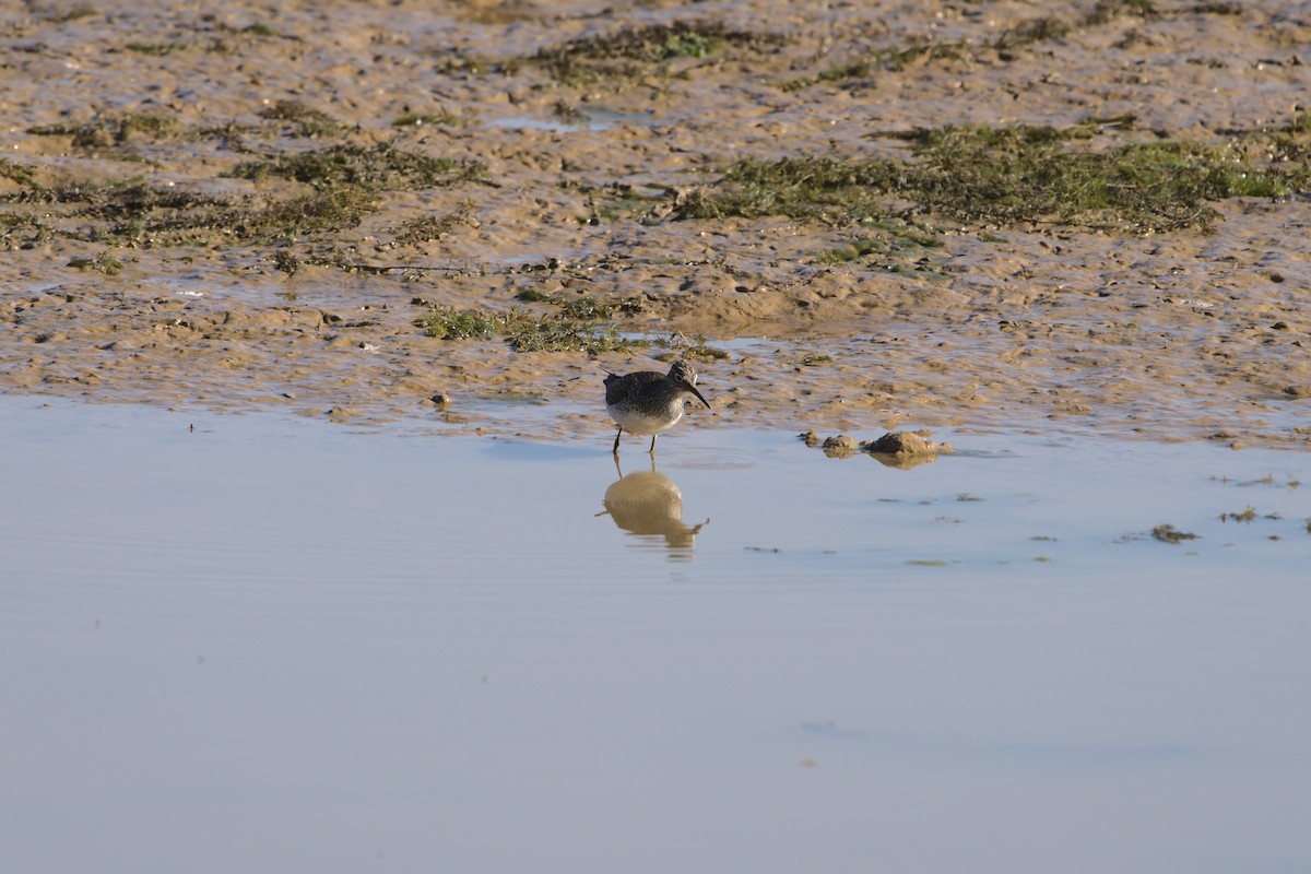 Solitary Sandpiper - Eric Bergman