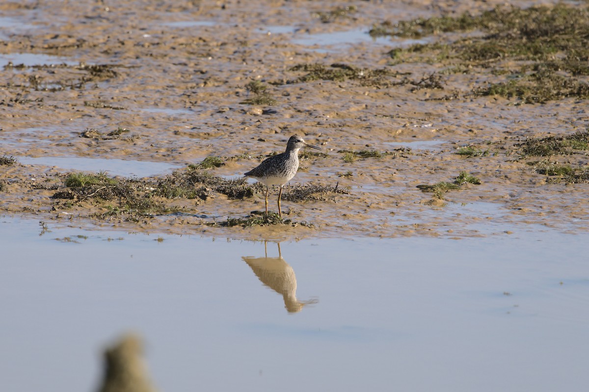 Solitary Sandpiper - ML330174611