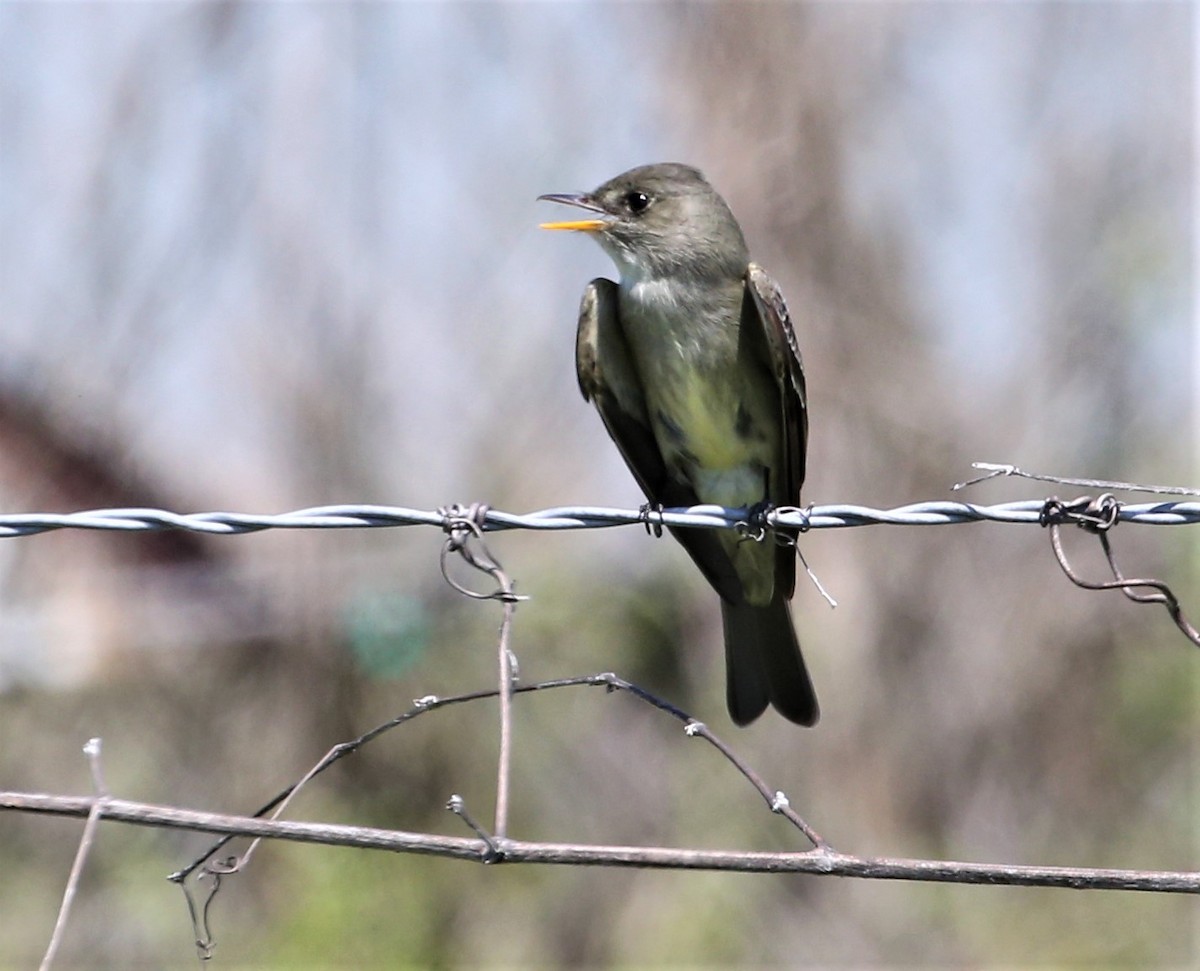 Eastern Wood-Pewee - Dennis Cooke