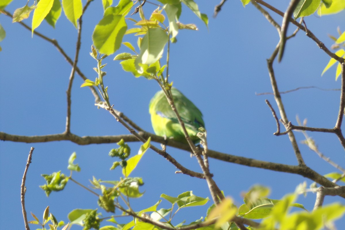 Cobalt-rumped Parrotlet - ML33017491