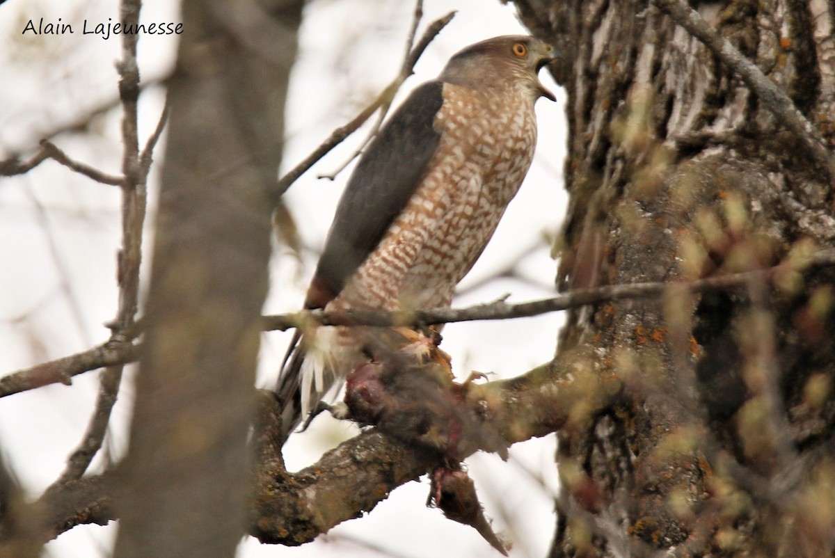 Cooper's Hawk - alain lajeunesse