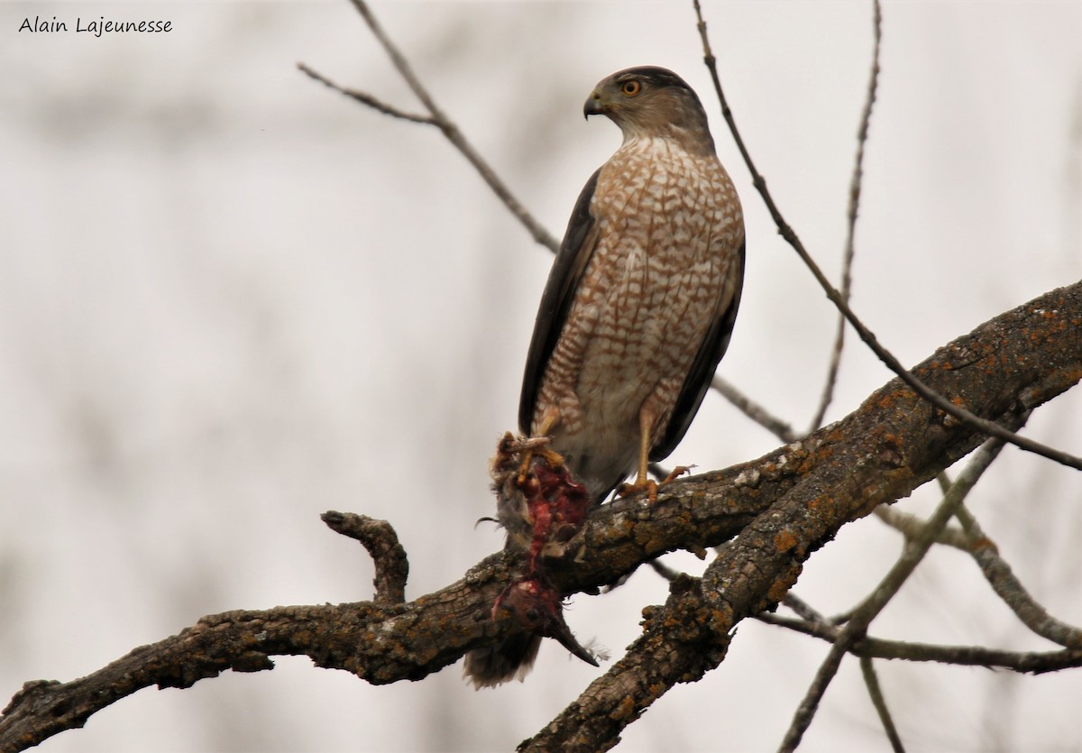 Cooper's Hawk - ML330175021