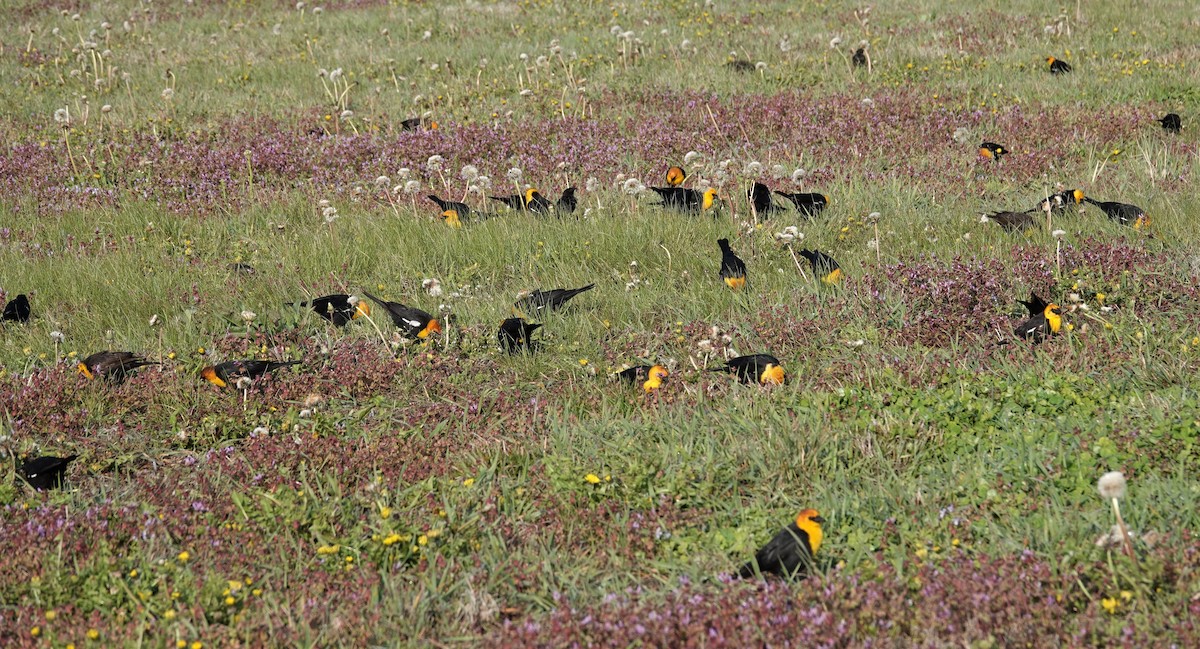 Yellow-headed Blackbird - ML330175201
