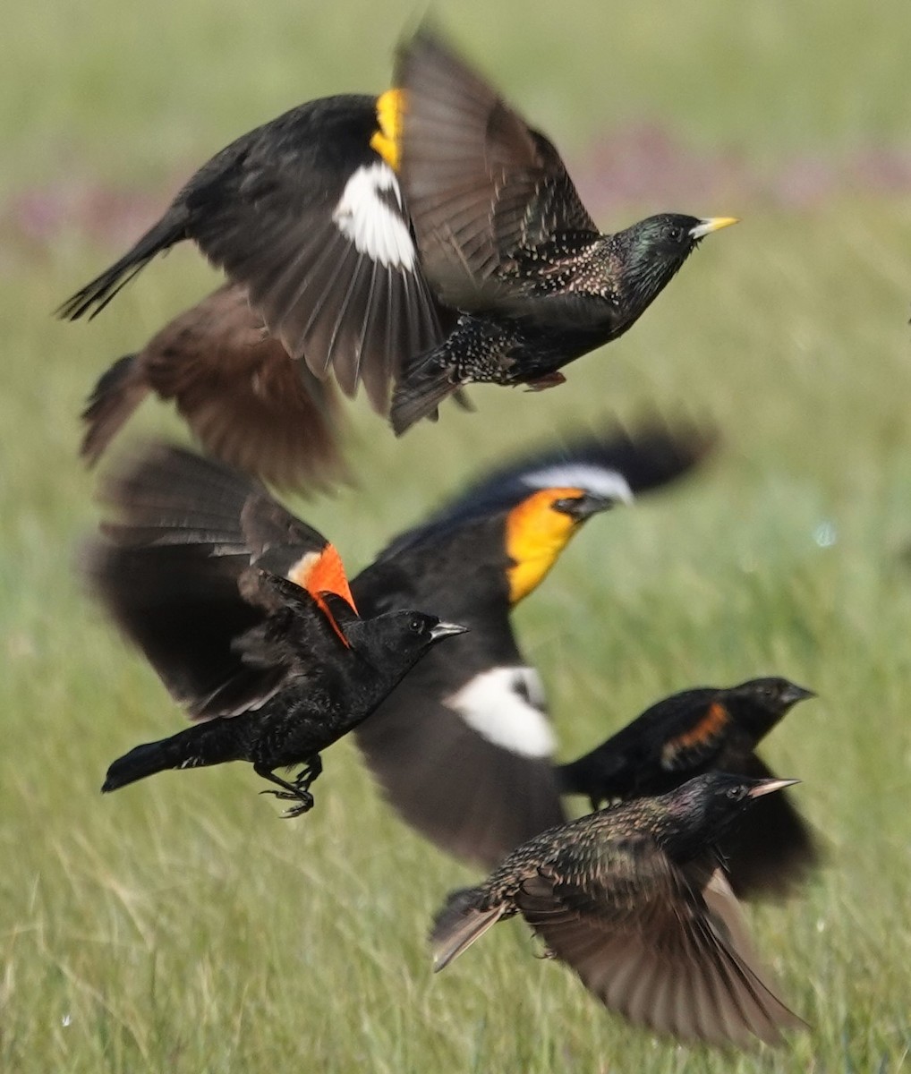 Red-winged Blackbird - ML330175241