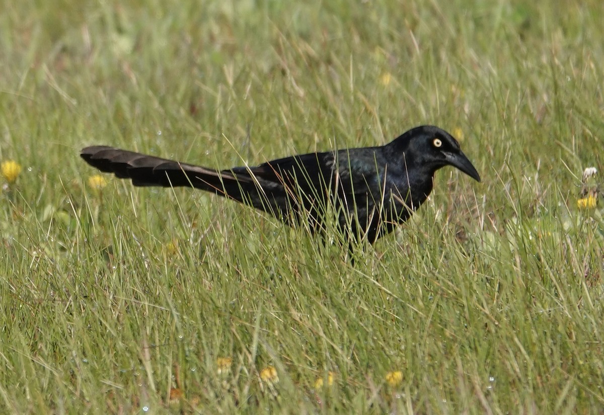 Great-tailed Grackle - ML330175361