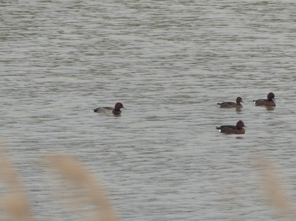 Common Pochard x Ferruginous Duck (hybrid) - Anonymous