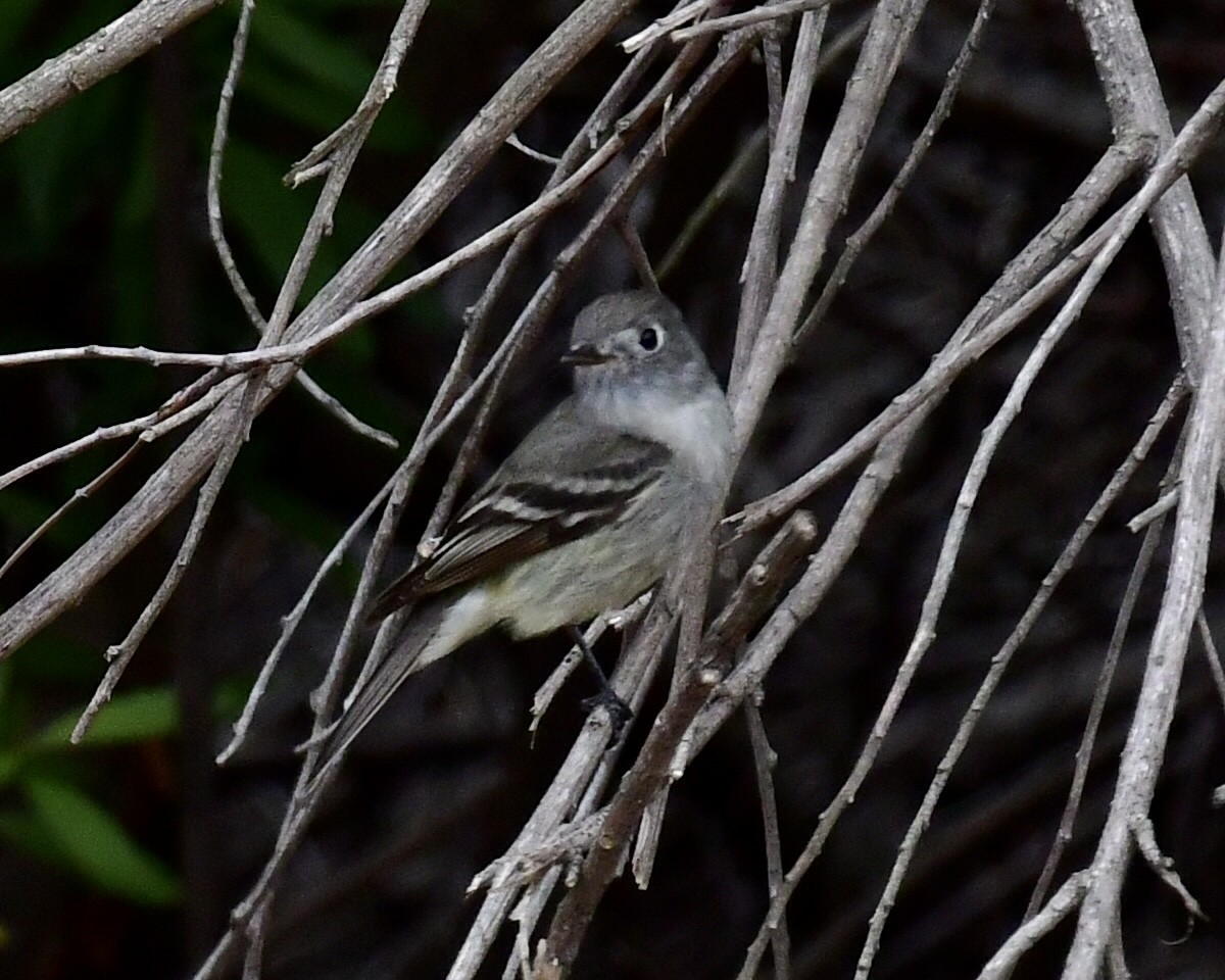 Hammond's Flycatcher - ML330181731