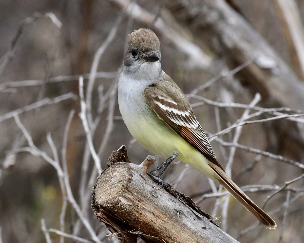 Ash-throated Flycatcher - Don Hoechlin