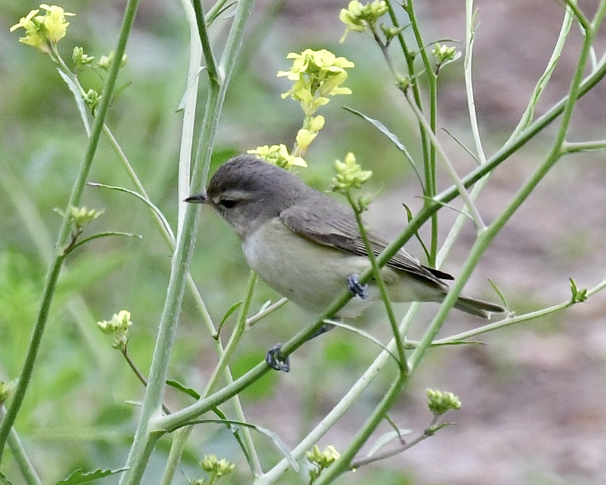 Warbling Vireo - Don Hoechlin