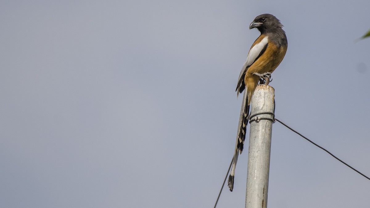 Rufous Treepie - Parmil Kumar