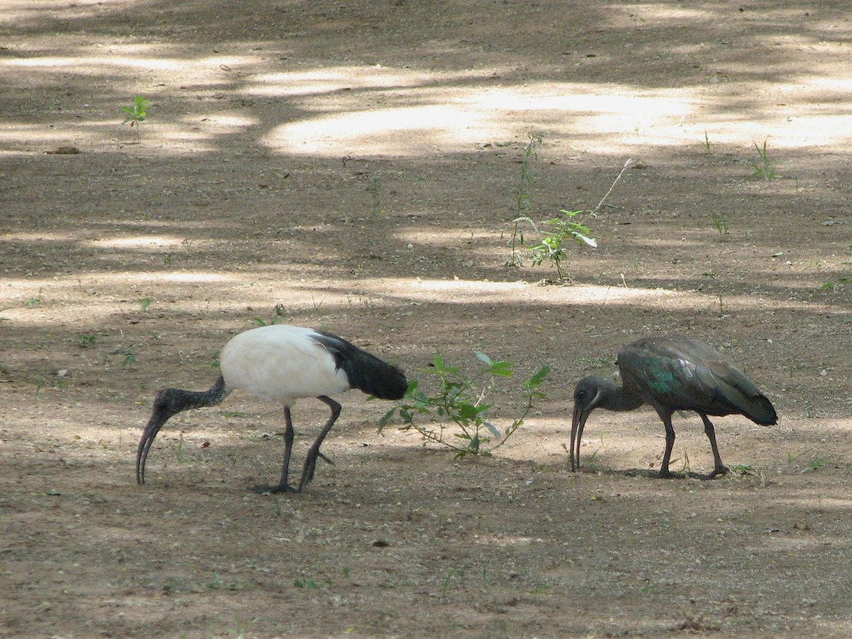 African Sacred Ibis - ML330183521