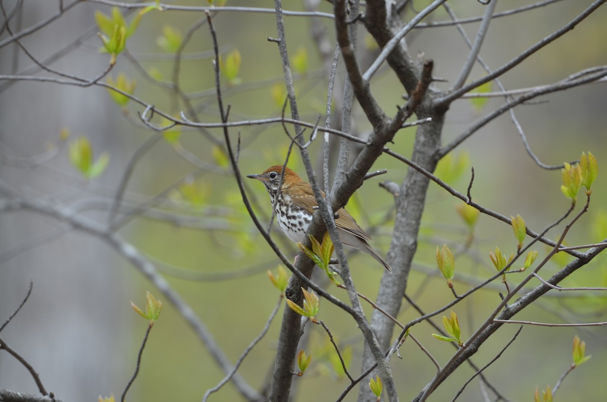 Wood Thrush - ML330183721