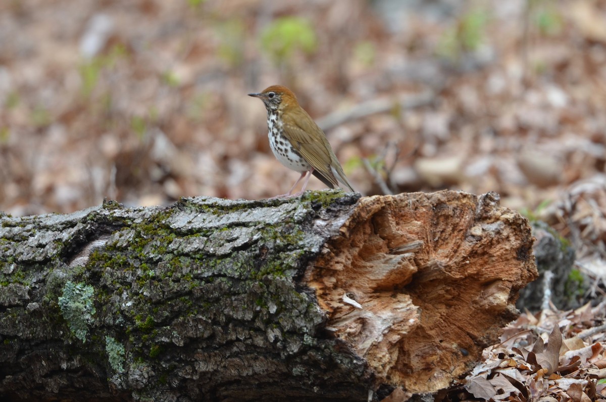 Wood Thrush - ML330183761