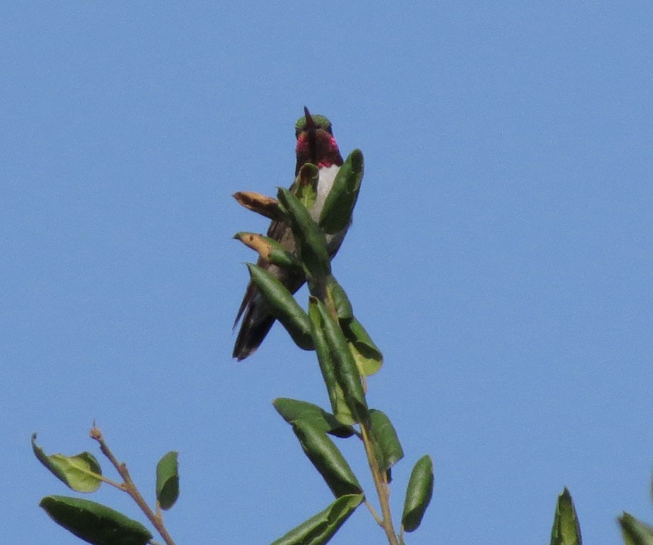 Broad-tailed Hummingbird - Diane Etchison