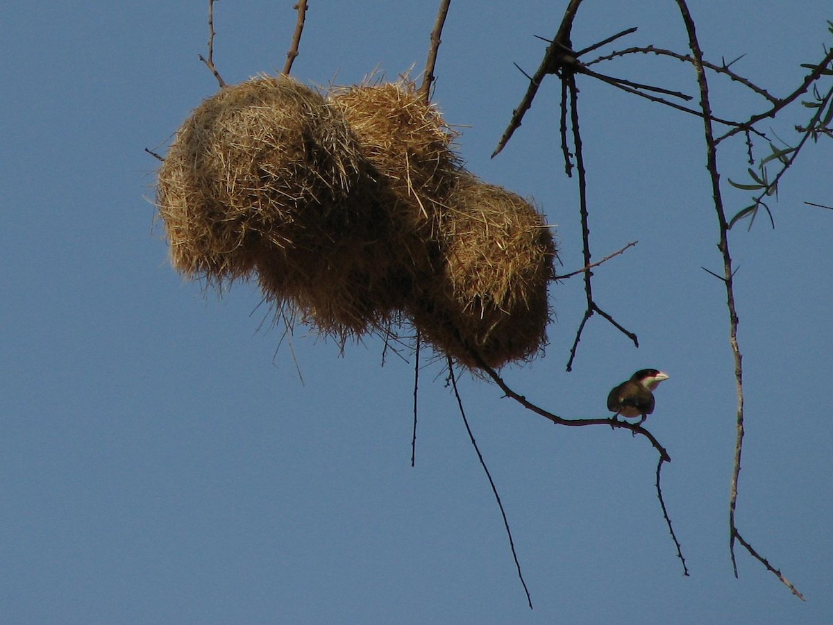 Black-capped Social-Weaver - ML330184351