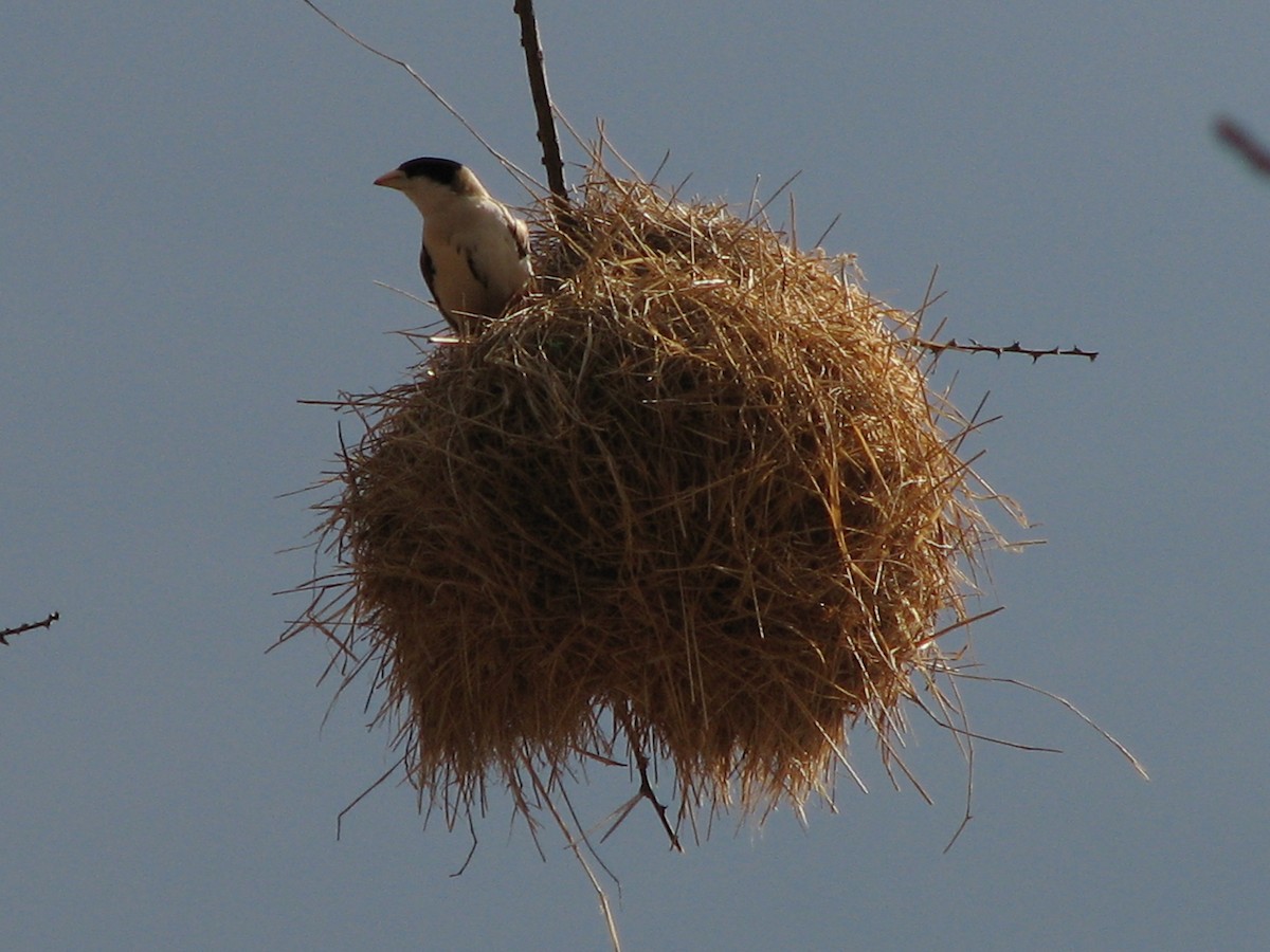 Black-capped Social-Weaver - ML330184371