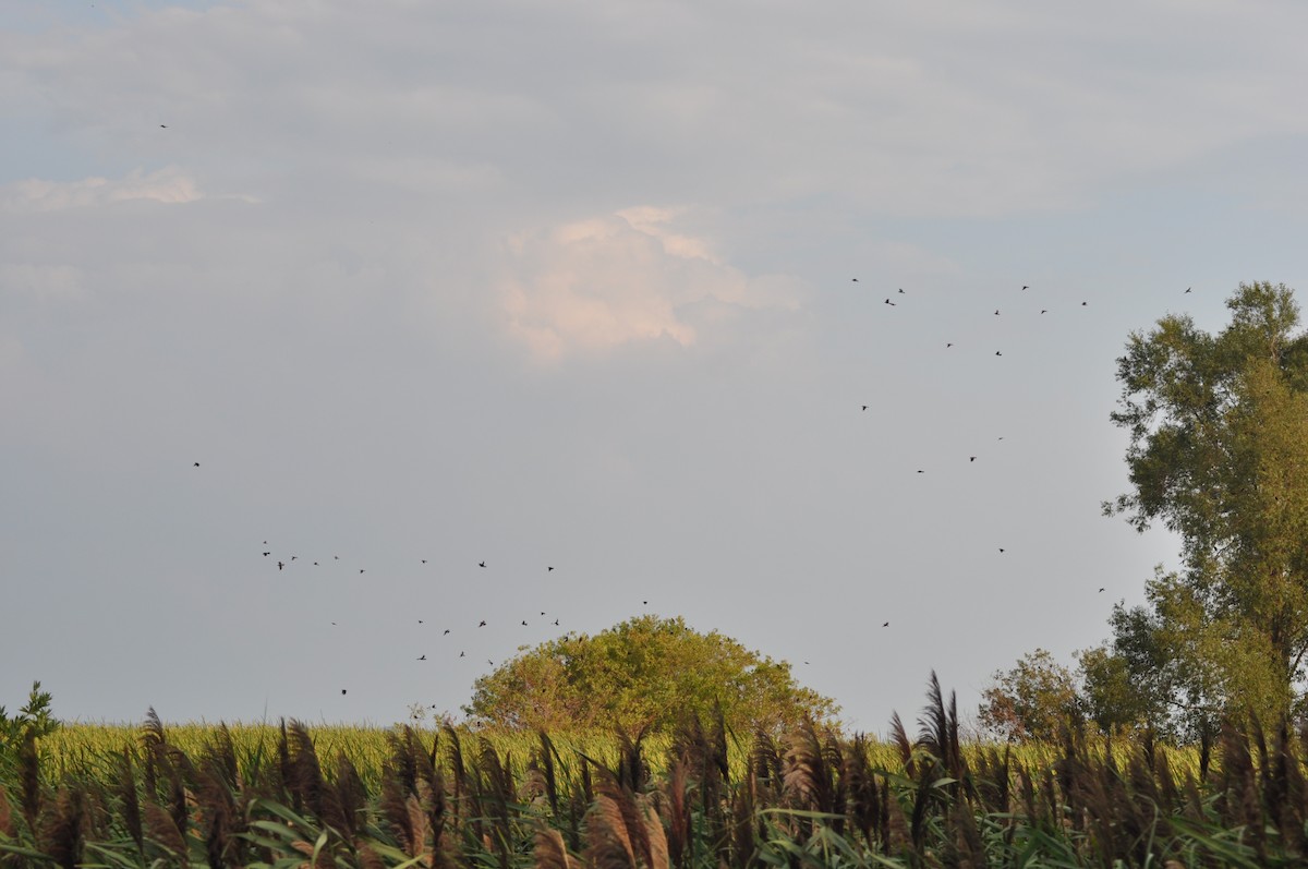 Red-winged Blackbird - ML33018441