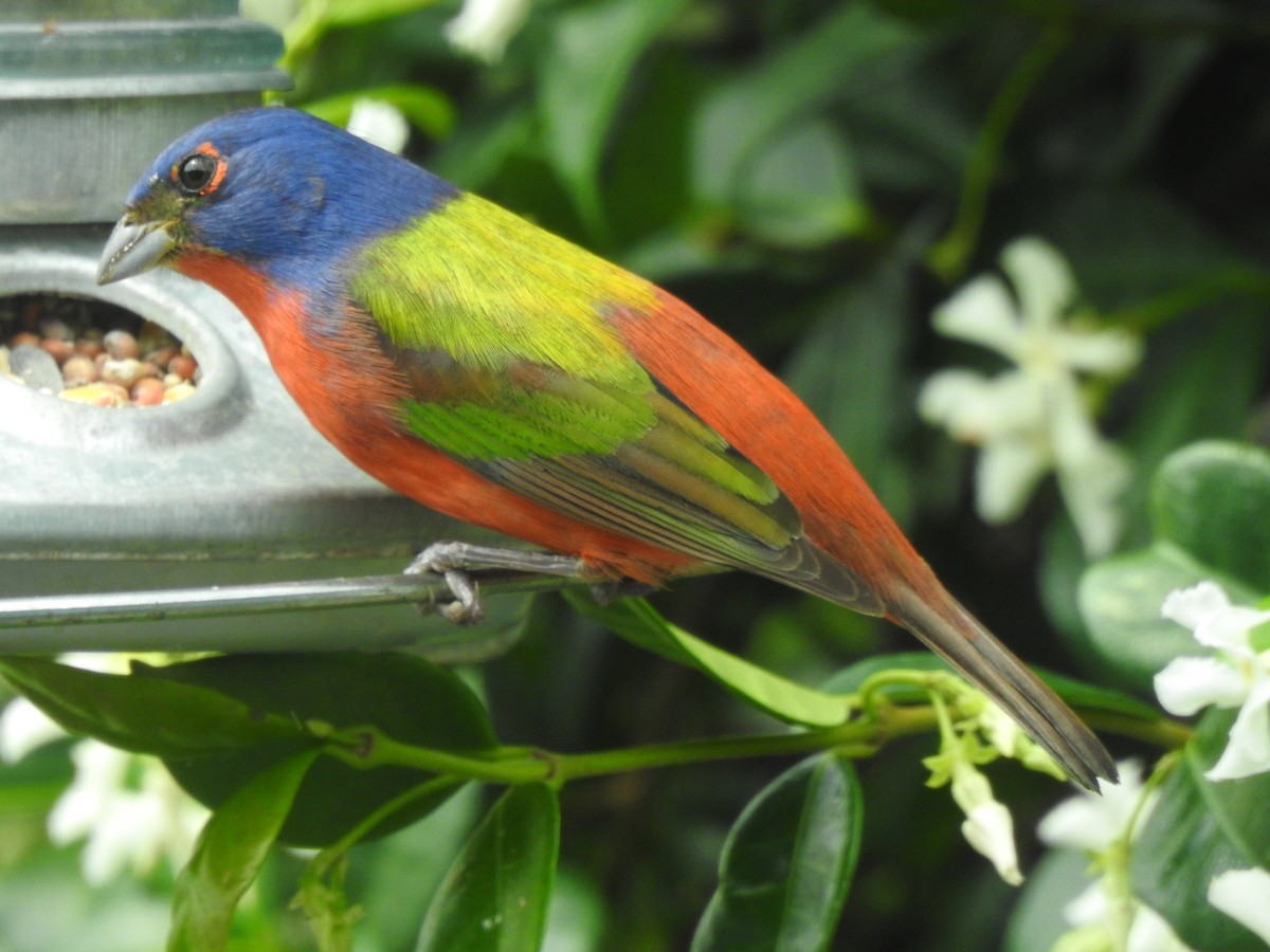 Painted Bunting - ML330185771