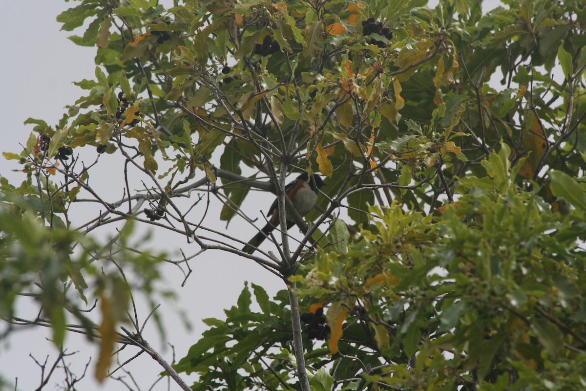 Spotted Towhee - ML330185891