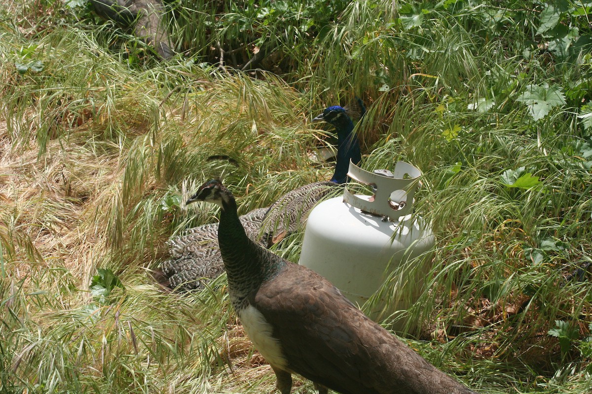 Indian Peafowl (Domestic type) - ML330185951