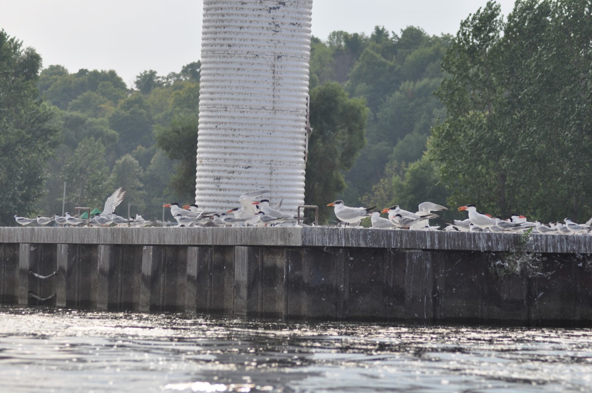 Caspian Tern - Ethan Gosnell