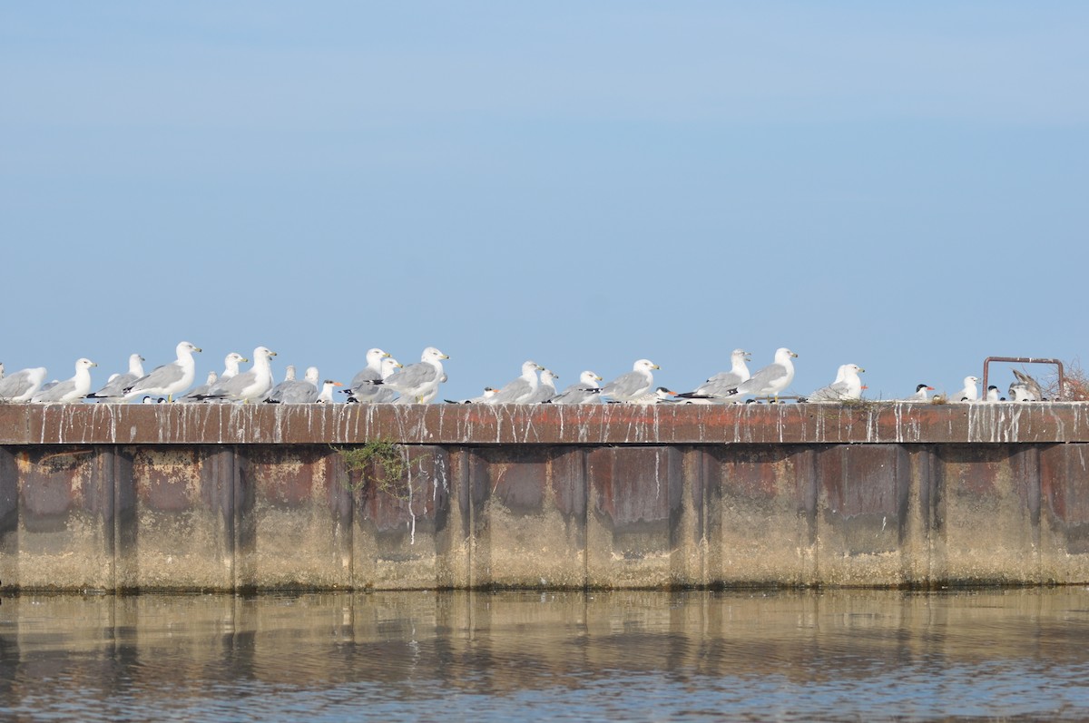 Ring-billed Gull - ML33018651