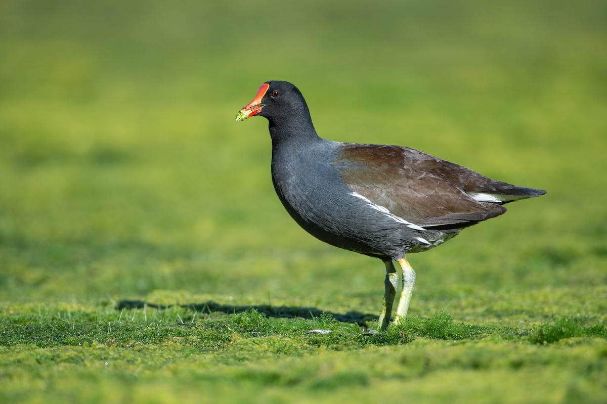 Common Gallinule - ML330186811