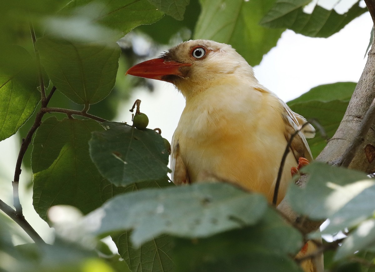 Red-billed Blue-Magpie - Paul Farrell