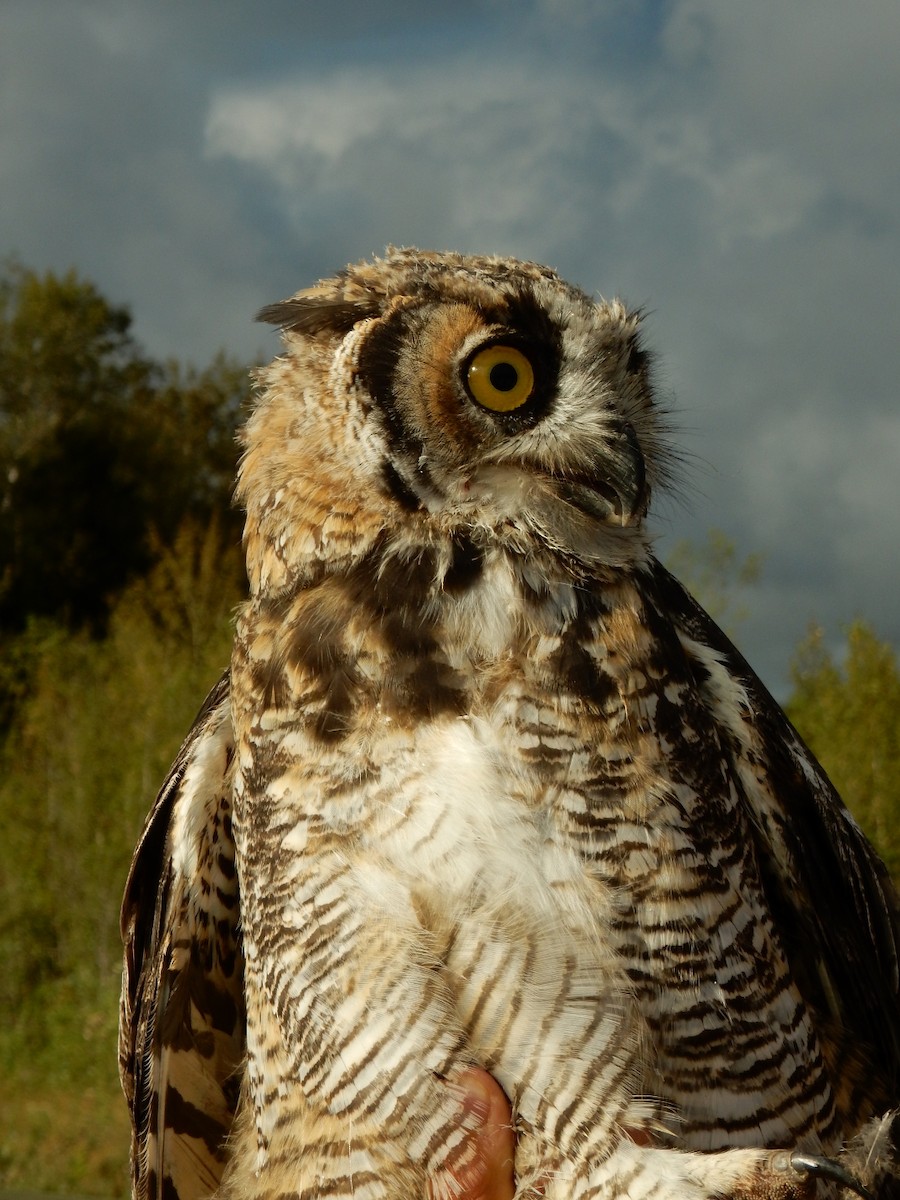 Great Horned Owl - ML33018901