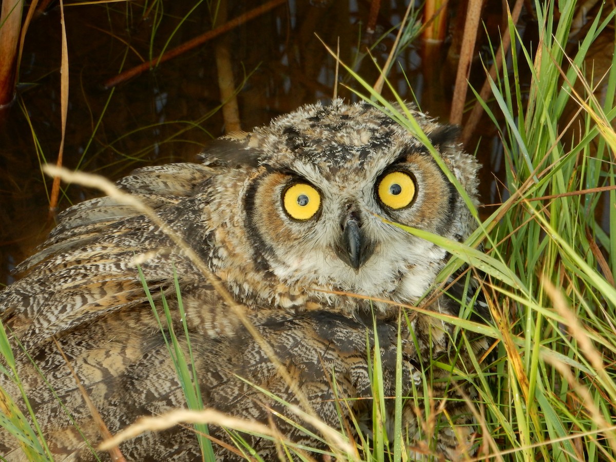 Great Horned Owl - ML33018931