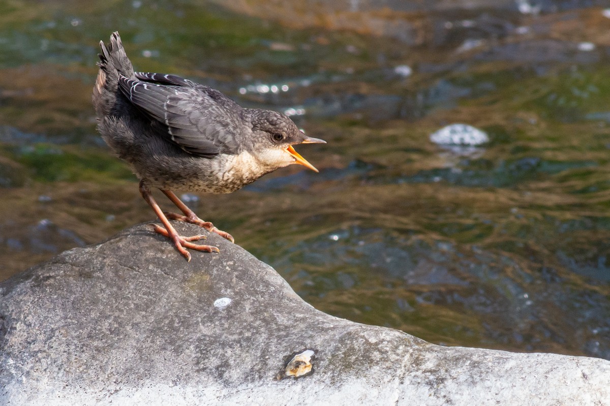 White-throated Dipper - Jakub Macháň