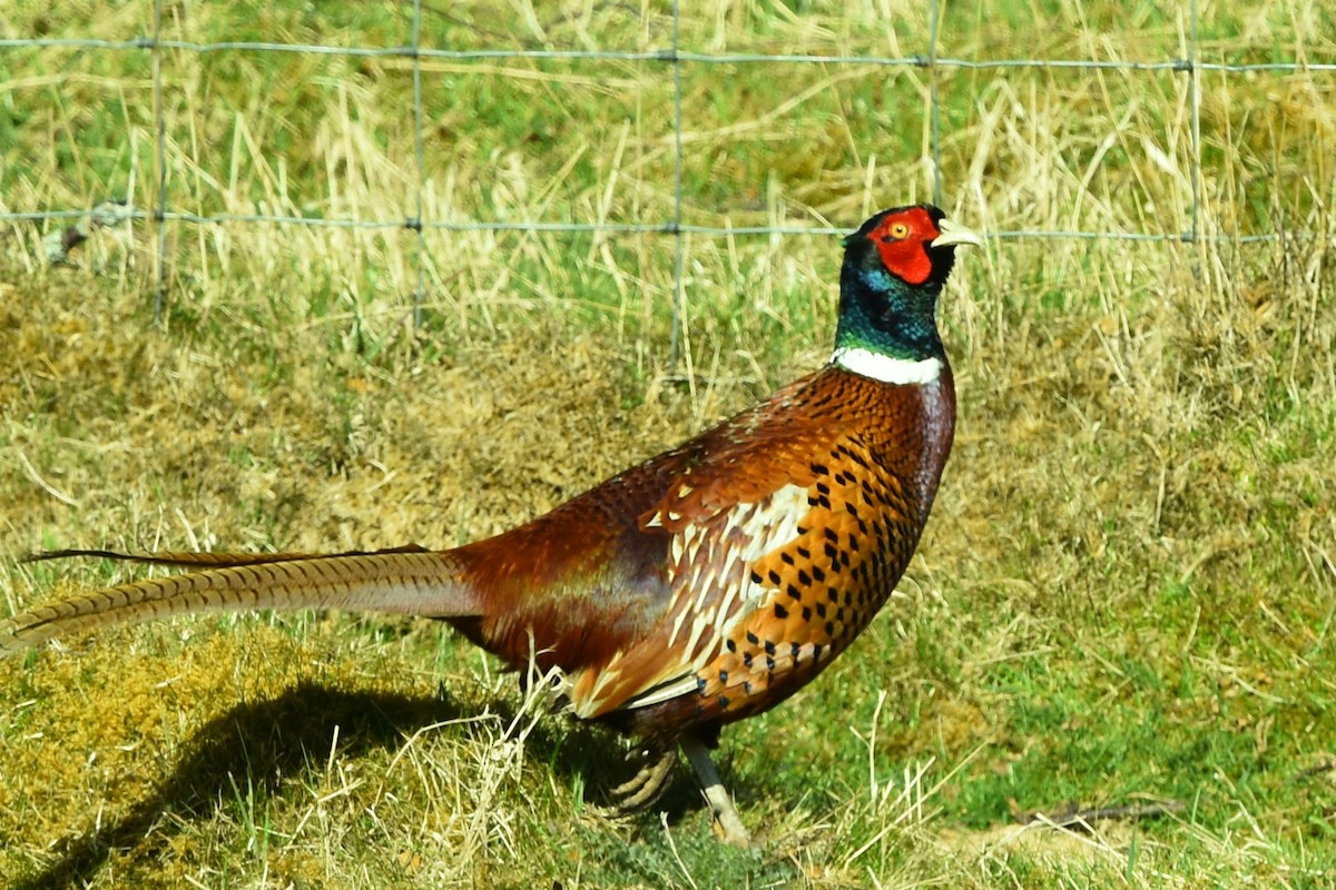 Ring-necked Pheasant - Blair Whyte