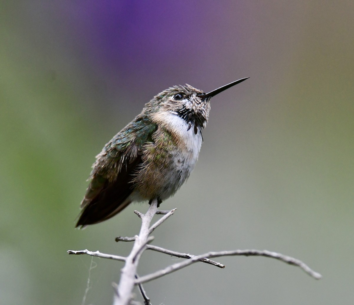 Calliope Hummingbird - ML330193541