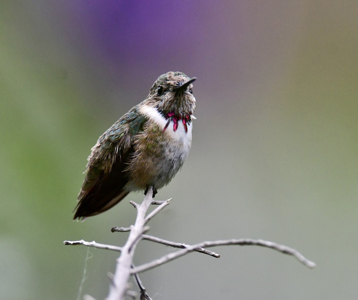 Calliope Hummingbird - ML330193621