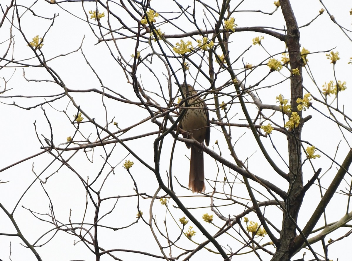 Brown Thrasher - Joseph Walston