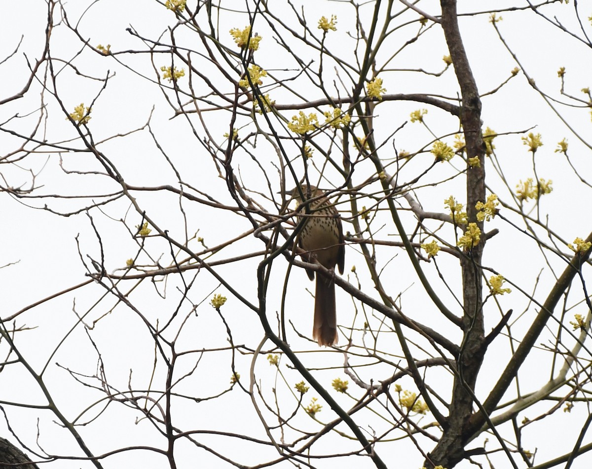 Brown Thrasher - Joseph Walston