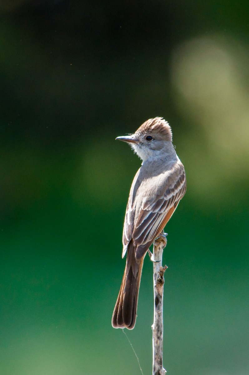 Ash-throated Flycatcher - ML330195681