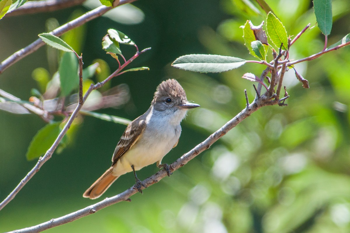 Ash-throated Flycatcher - ML330195741