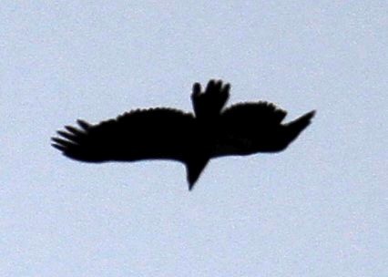 Bald Eagle - ML330195751