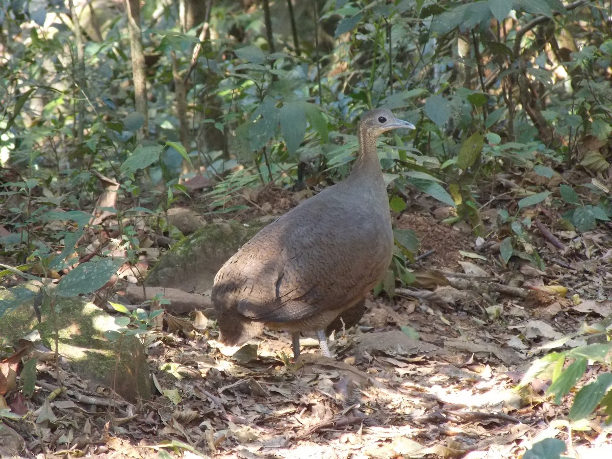 Solitary Tinamou - ML33020131