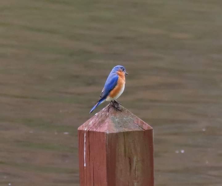 Eastern Bluebird - ML330201311