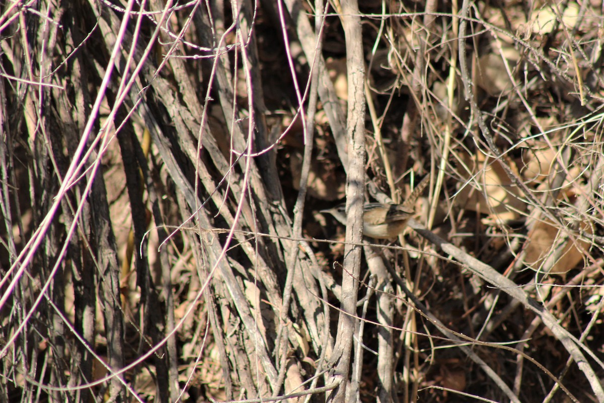 Marsh Wren - ML330202351